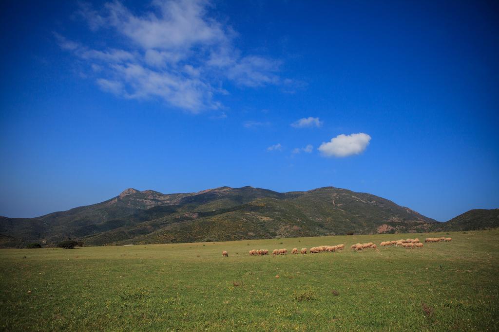 Agriturismo Il Ginepro Флуминимаджоре Екстериор снимка